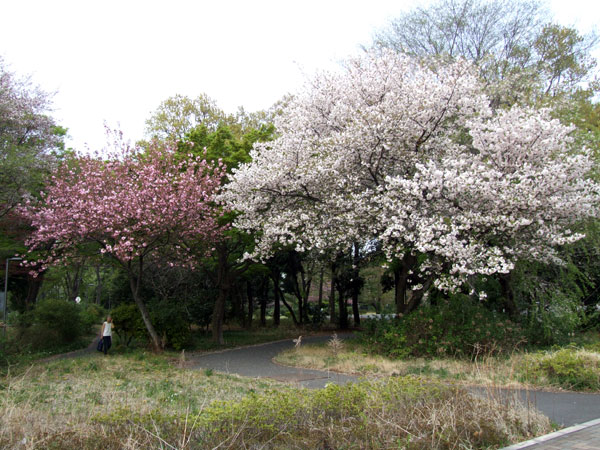 東京病院の桜